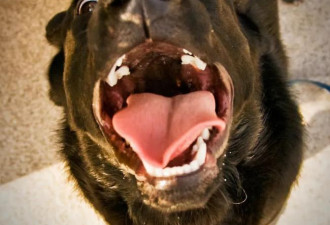 看看美国的养狗法规：狗可以咬人一次？