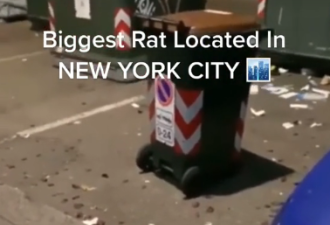 纽约鼠灾太疯狂！200万只老鼠开会