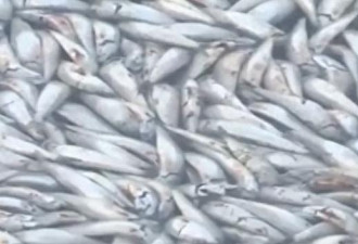 骇人！90吨沙丁鱼涌入日本渔港后集体死亡