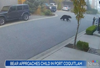 监控拍下惊险一幕：大温小城街头黑熊朝孩子猛扑过去