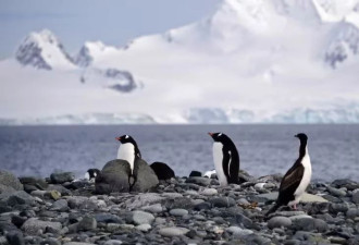南极洲首次发现禽流感 威胁到企鹅