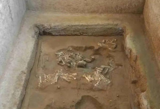罕见！秦始皇陵西墓葬发现罕见6只绵羊羊车