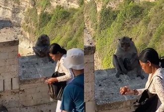 猴子抢游客手机 逼其拿“赎金” 网友看傻