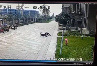 遭烈犬撕咬的成都女童右肾已保住！