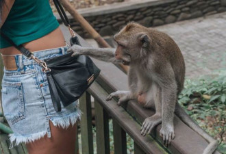 猴子抢走游客手机 逼拿食物赎回 网友惊奇看傻