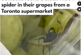 吓人！多伦多知名连锁超市卖的水果，爬出巨大&quot;黑寡妇&quot;毒蜘蛛