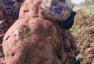 山西农户地里挖出30多斤巨型红薯: 没打过药