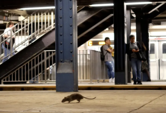 纽约灭鼠新武器效果明显 86街老鼠种群被团灭