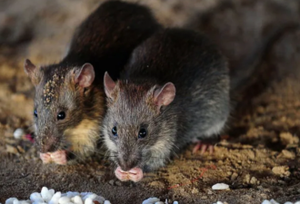 “rat-free”头衔岌岌可危 加拿大城市突然惊爆“鼠患” 这些区域小心