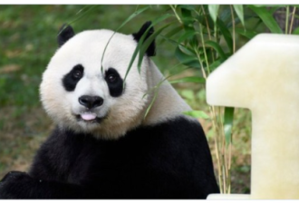 美国大熊猫陆续返华后 熊猫外交寿终正寝？