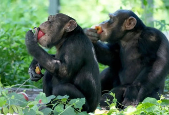 研究发现黑猩猩也会在战场抢占高地 ....