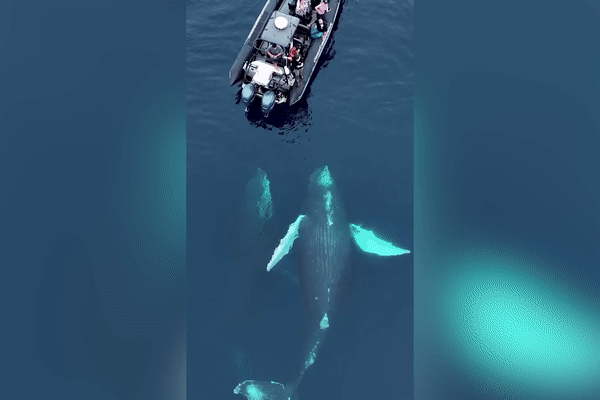奇景！南加鲸鱼绕船3小时 依依不舍“挥手致意”