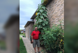 安省男子家菜园里的瓜可能打破世界纪录：长度超2.56米