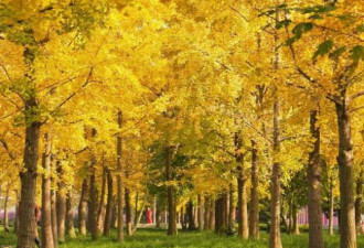 成都一座高颜值的森林公园 秋天景色迷人
