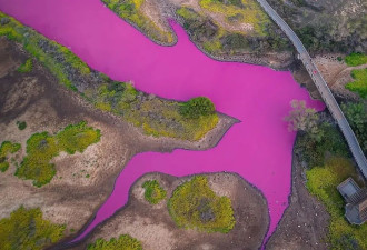夏威夷毛伊岛一池塘变粉红色和山火有关