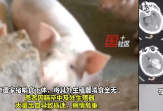 恐怖：黑龙江男子猪圈内晕倒 下体被猪啃食干净