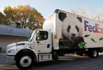 大熊猫可能要回来了 华盛顿正在花钱...