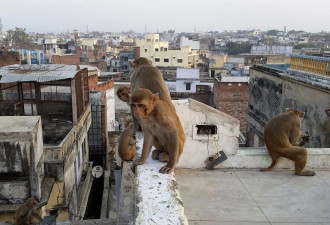 印度又传猴子杀人事件 10岁童惨死!