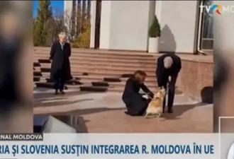 摩尔多瓦总统救下的流浪狗,咬伤到访的奥地利总统