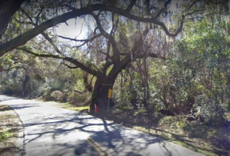 美国这棵“寡妇制造树” 又传车祸酿4死