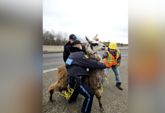 逃跑的羊驼在安省高速公路被找到