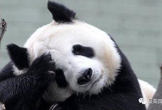 旅英12年熊猫将回国，英国人心碎一地！老外有多爱大熊猫？