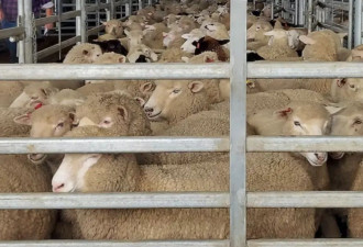 1只羊仅能卖157元！澳大利亚羊肉价格暴跌75%