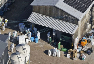 日本一养鸡场现禽流感疫情，7.2万只蛋鸡将被扑杀