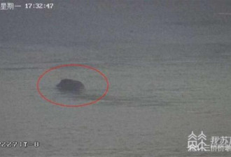南京野猪横渡千米宽长江 我却笑翻在评论区