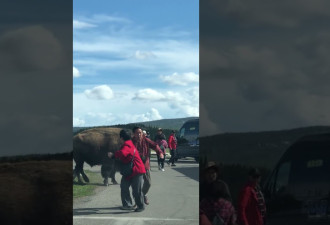 黄石公园：野牛冲向欲合影的一群亚裔游客…