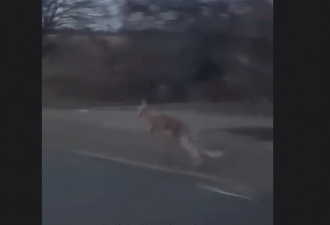 【视频】安省居民清晨出门 惊见一只大袋鼠在路上狂奔