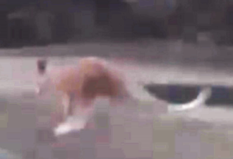 GTA地区一只袋鼠逃离动物园 当局紧急搜寻