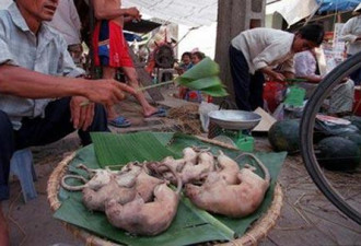 精心烹制老鼠:吃过越南鼠包饭 地球从此无依恋