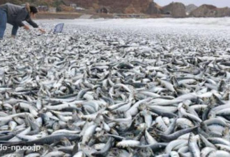 北海道大量死鱼冲上岸长1.5km 中印难戒“煤”