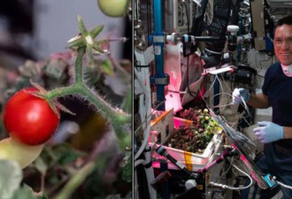 玩太空漂移 “失踪”小番茄被宇航员找到了