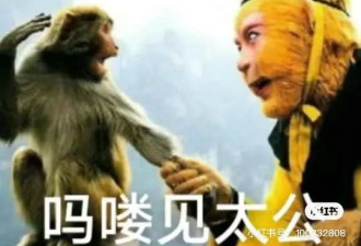 不想当人的中国年轻人们把猴子捧上了天