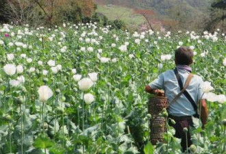 联合国报告:缅甸取代阿富汗成世界最大鸦片生产国