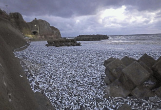 不只北海道 日本三重县渔港也出现大量鱼尸