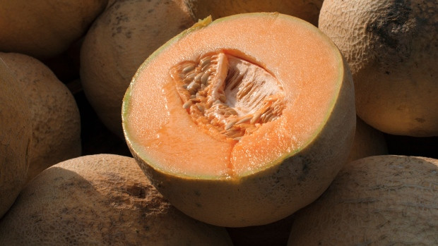 Cantaloupe 