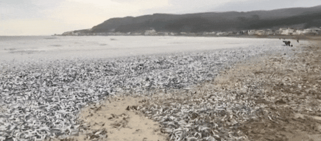 日本千吨死鱼涌向海岸，日本人大破防