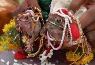 印度久旱祈雨抓2蛙结婚 后大雨成灾 又叫它们离婚