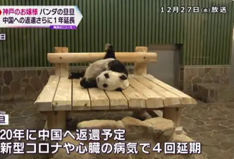 28岁旅日大熊猫旦旦心脏病恶化，再次延期回国