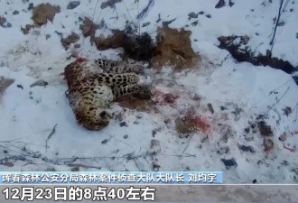中国国内首次发现“东北虎捕食东北豹”,真相来了