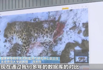 中国国内首次发现“东北虎捕食东北豹”,真相来了