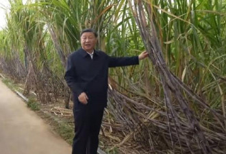 “习大大摸的甘蔗”能火到收费？此地很适合文革
