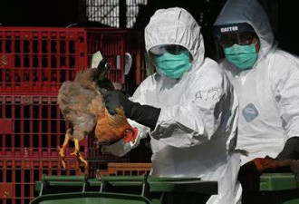 33岁中国女子感染罕见禽流感病毒死亡