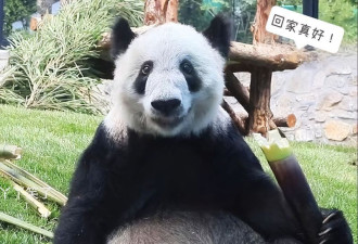 熊猫“丫丫”回国 居然被养得这样胖