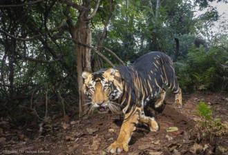 酷！印度再现罕见“黑老虎”，专家曝黑化原因