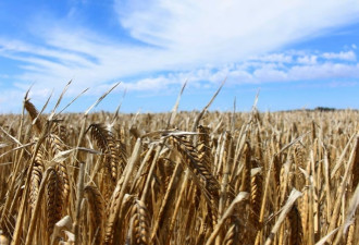 中国对澳大利亚大麦的需求回来了