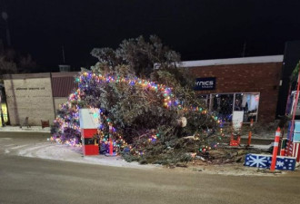 主街上的巨型圣诞树被人砍倒！震惊全市